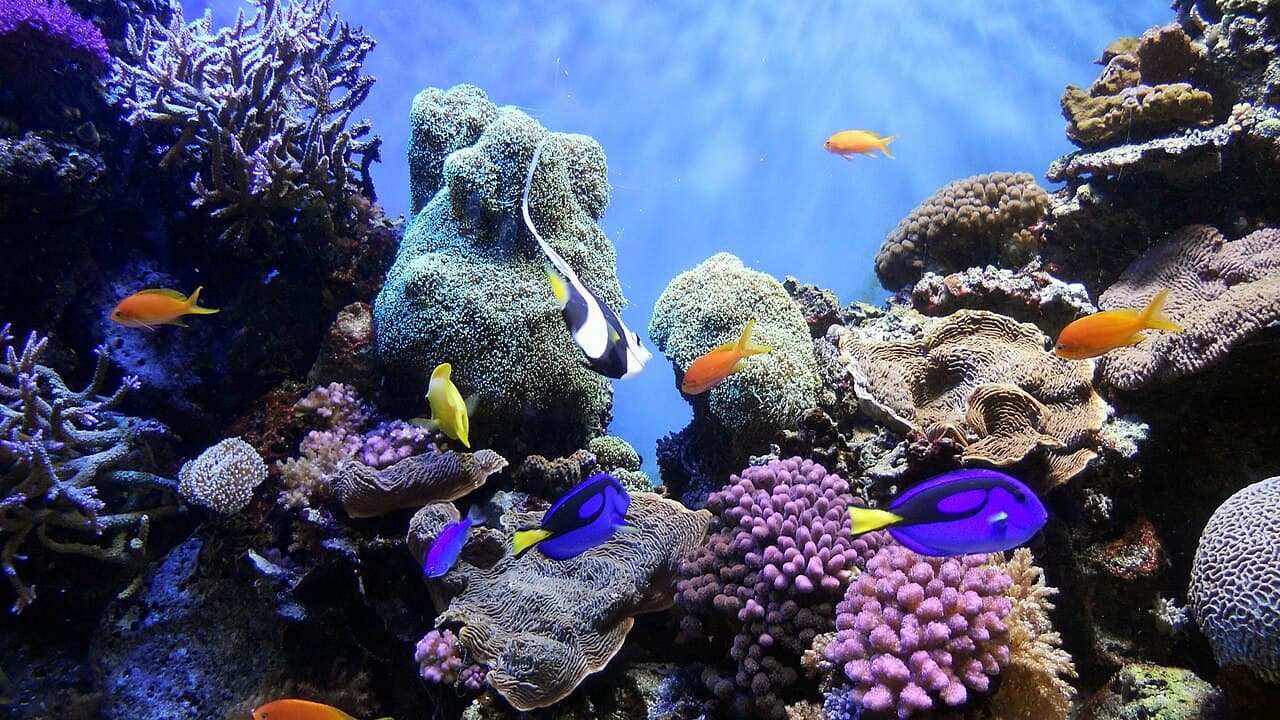 Terumbu karang sebagai foto ilustrasi ekowisata bahari