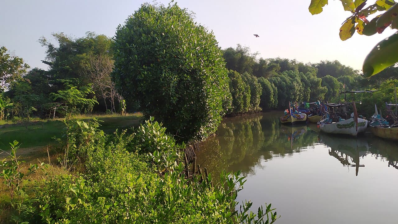 Mangrove Indonesia sebagai foto ilustrasi pesisir