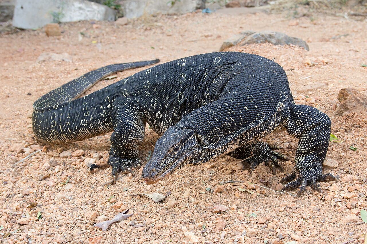Biawak air sebagai foto ilustrasi satwa
